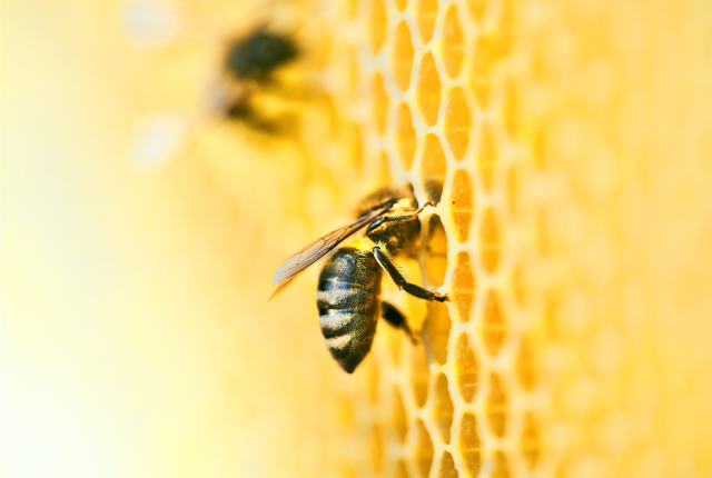 Kaip atskirti ar medus tikras? | 8 paprasti testai