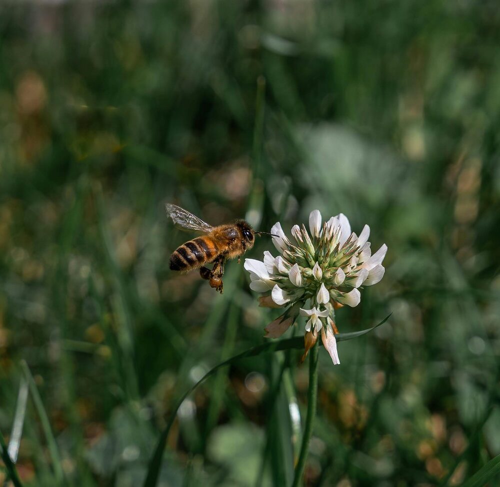 Bitė renka medų nuo dobilo