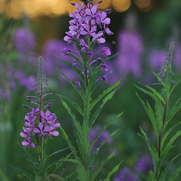 Siauralapis gaurometis