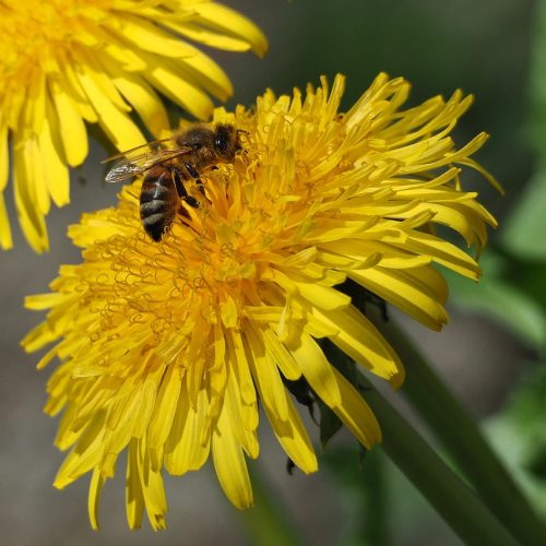 Bitė renka nektarą ant pienės žiedo