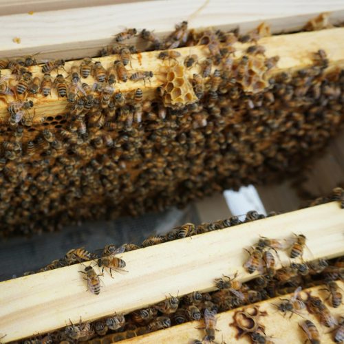 bites gamina piki bites gamina piki